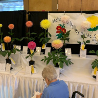 Mahoning Valley Dahlia Society