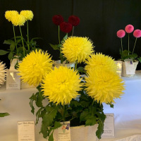 Mahoning Valley Dahlia Society