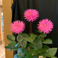 Mahoning Valley Dahlia Society
