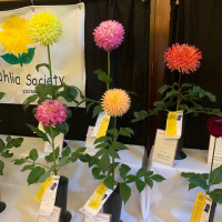 Mahoning Valley Dahlia Society