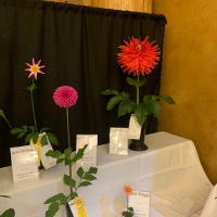 Mahoning Valley Dahlia Society
