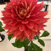 Mahoning Valley Dahlia Society