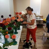 Kathy Whitfield Dahlia Society of Alabama Staging Her Dahlias