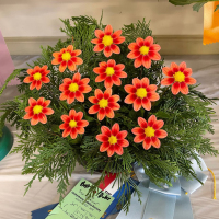 Gettysburg Dahlia Society, Lo Redeye GB
