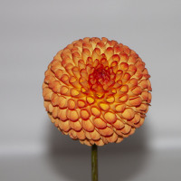 Inland Empire Dahlia Society, Ms. Kennedy, Best Single