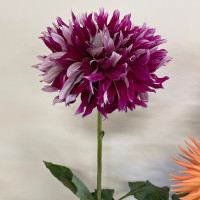 Gettysburg Dahlia Society, My Hero GB