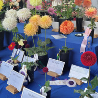 North Central Washington Dahlia Society, Pybus Market Head Table