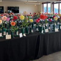 New England Dahlia Society