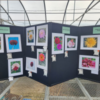 Colorado Dahlia Society, Photography entries