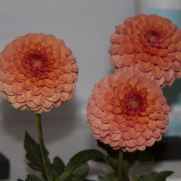 Inland Empire Dahlia Society, Rose Toscano, Best Triple