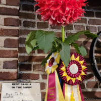 Snohomish County Dahlia Society, Best SingleSCDS-Best-Single