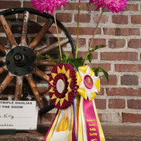 Snohomish County Dahlia Society, Best Triple