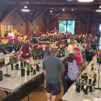 Snohomish County Dahlia Society, Morning Placements