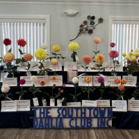 Southtown Dahlia Club, Chicago South Suburbs,  Court of Honor