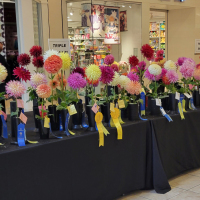 Washington Dahlia Society, Table of Medium Dahlias