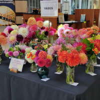 Washington Dahlia Society, Vases Display 2022