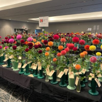 2022 ADS National Show, Dahlias Galore