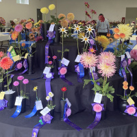 Grays Harbor/Evergreen State Dahlia Societies