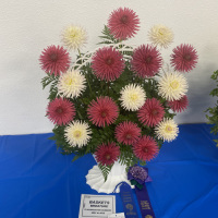 Grays Harbor/Evergreen State Dahlia Societies