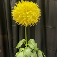 2022 ADS National Show, Wyn's Neon Dream