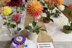 Monterey Bay Dahlia Society