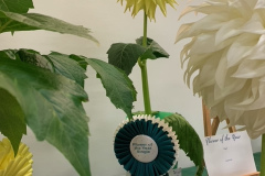 Victoria Dahlia Society, Best Flower of the Year Single, Trooper Dan