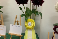 Victoria Dahlia Society,Best Flower of the Year Triple, Hollyhill Black Beauty