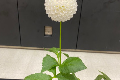 Canadian Chrysanthemum and Dahlia Society, Best MFD, Ryecroft Daves Choice, Michael Burns