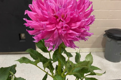 Canadian Chrysanthemum and Dahlia Society, Best Novice, Elsie Huston, Jay Vaghela