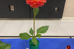 Canadian Chrysanthemum and Dahlia Society, Best Waterlilly, Pam Howden, Mike Parrish