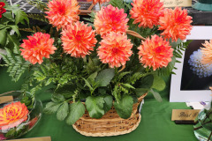 Colorado Dahlia Society, Best of Show Basket of Baron Katie