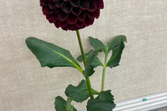 National Capital Dahlia Society, Dave Smith, Dark Red Seedling