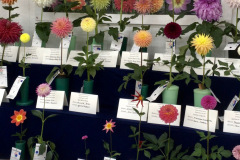 Midwest Conference and Elkhart Dahlia Society