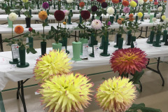 Midwest Conference and Elkhart Dahlia Society