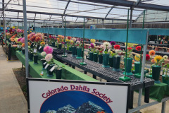 Colorado Dahlis Society, Flower Bin in Longmont