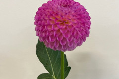 Gettysburg Dahlia Society, Hapet Pearl GB