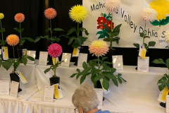 Mahoning Valley Dahlia Society