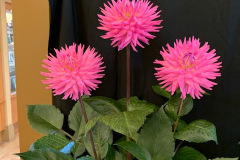 Mahoning Valley Dahlia Society