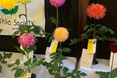 Mahoning Valley Dahlia Society