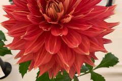 Mahoning Valley Dahlia Society