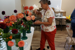 Kathy Whitfield Dahlia Society of Alabama Staging Her Dahlias