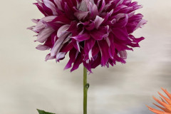 Gettysburg Dahlia Society, My Hero GB