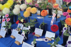 North Central Washington Dahlia Society, Pybus Market Head Table