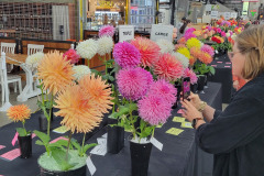 North Central Washington Dahlia Society, Pybus Show