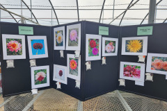 Colorado Dahlia Society, Photography entries