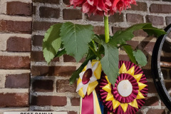 Snohomish County Dahlia Society, Best SingleSCDS-Best-Single