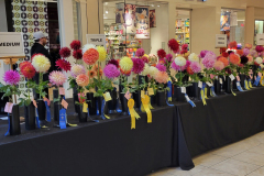 Washington Dahlia Society, Table of Medium Dahlias