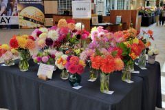 Washington Dahlia Society, Vases Display 2022