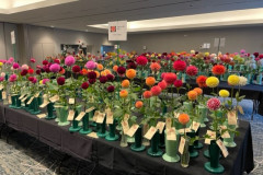 2022 ADS National Show, Dahlias Galore