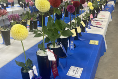 Grays Harbor/Evergreen State Dahlia Societies